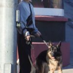 Elisabetta Canalis in a Grey Sweatshirt Walks Her Dogs in West Hollywood 12/08/2022